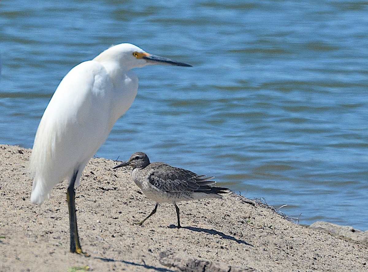 Red Knot - ML642187365