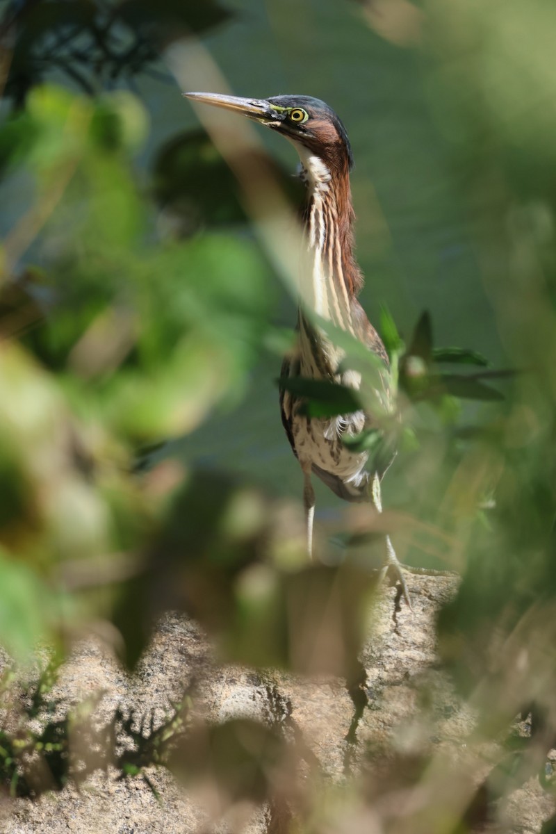Green Heron - ML642187369
