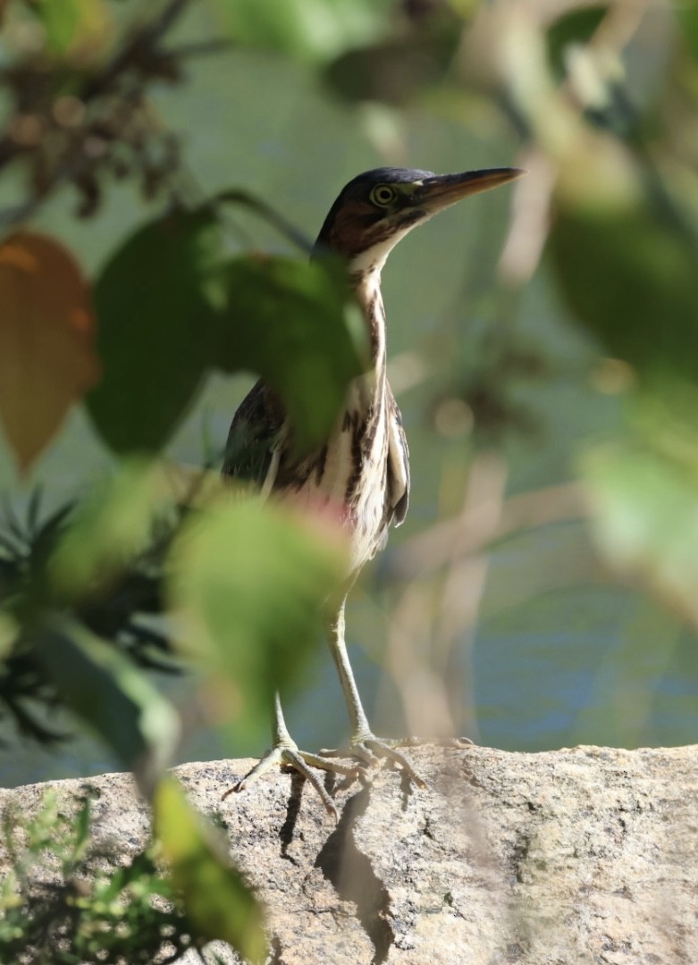 Green Heron - ML642187370