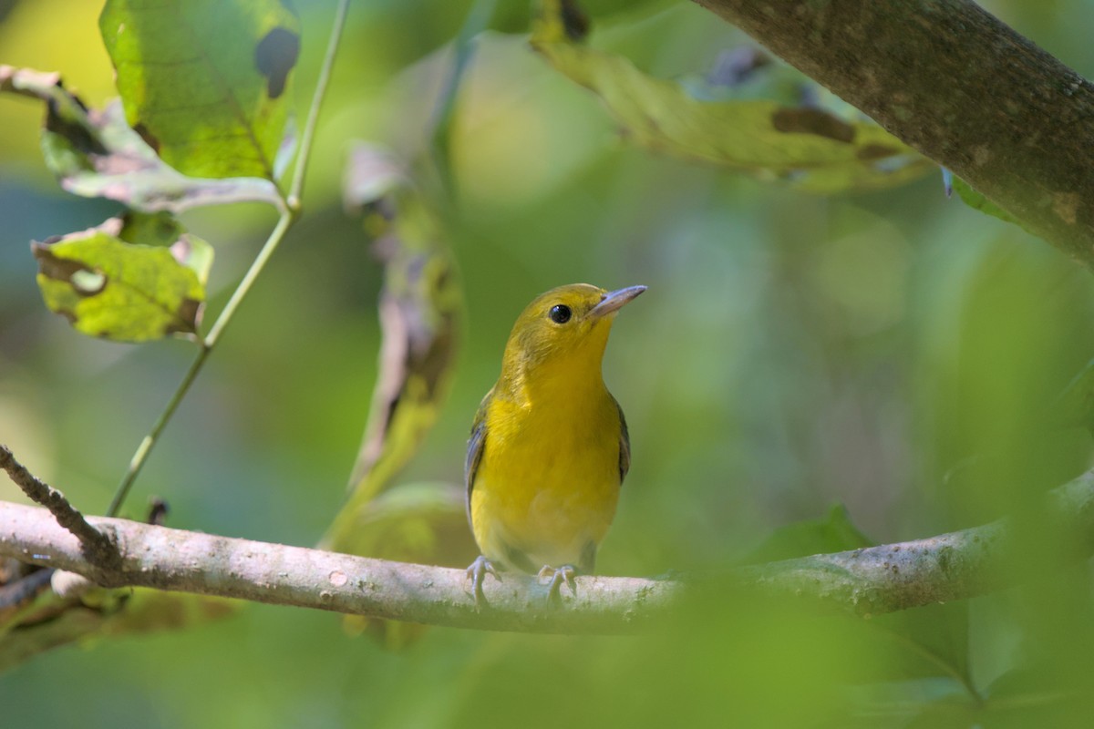 Prothonotary Warbler - ML642187371