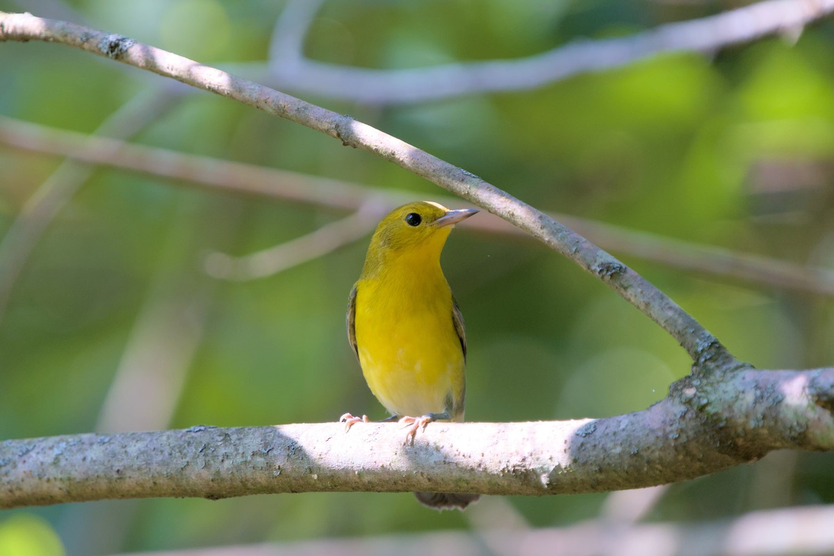 Prothonotary Warbler - ML642187372