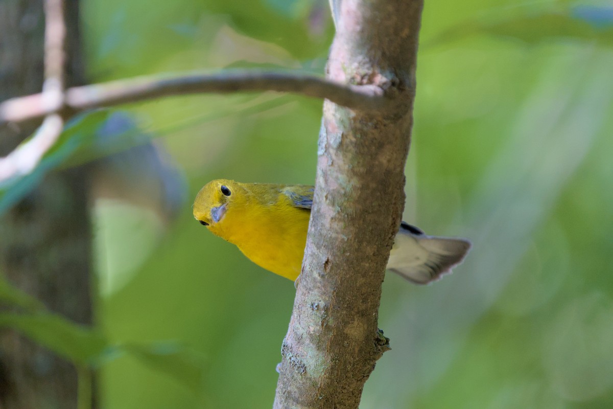 Prothonotary Warbler - ML642187373