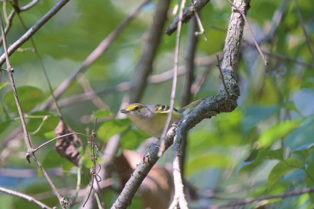 White-eyed Vireo - ML642187380
