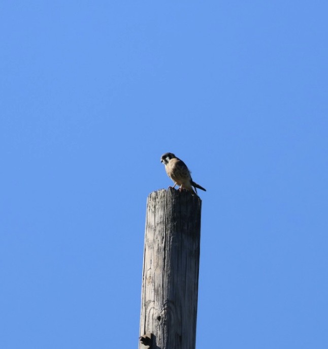 American Kestrel - ML642187385