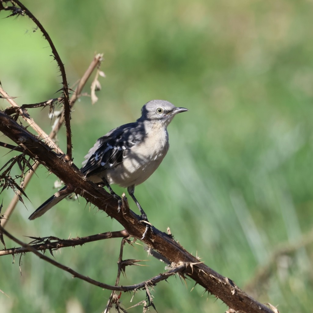 Northern Mockingbird - ML642187400