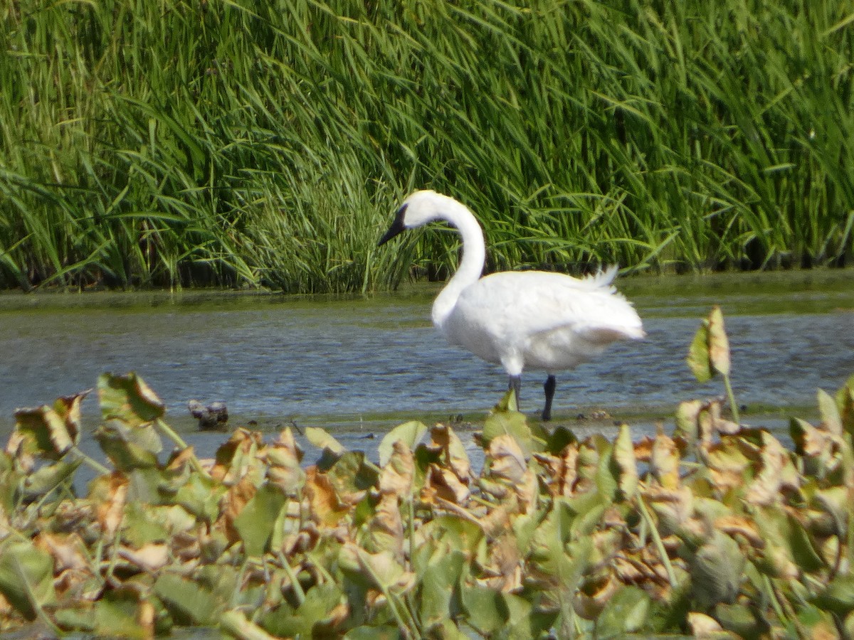 Trumpeter Swan - ML642187409