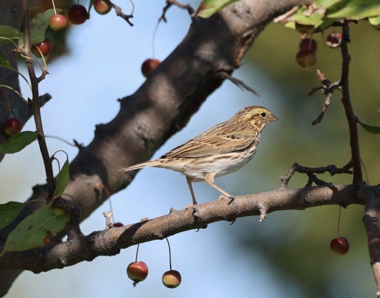 Savannah Sparrow - ML642187411