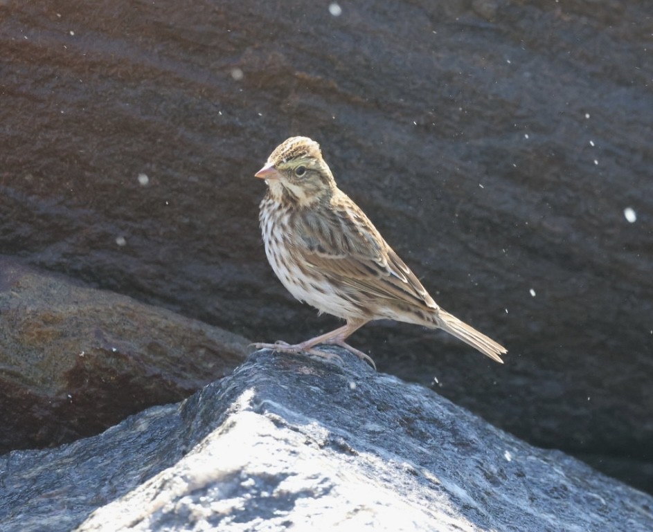 Savannah Sparrow - ML642187412