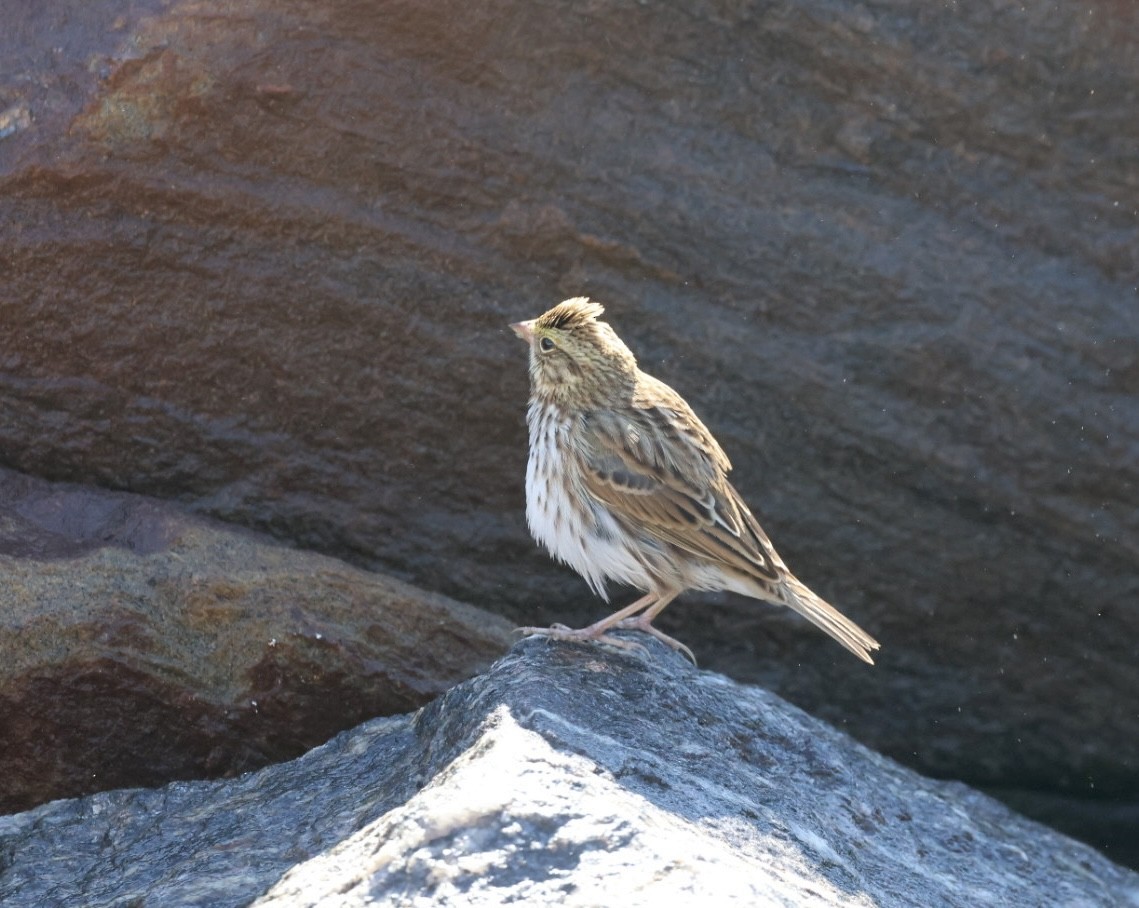 Savannah Sparrow - ML642187413