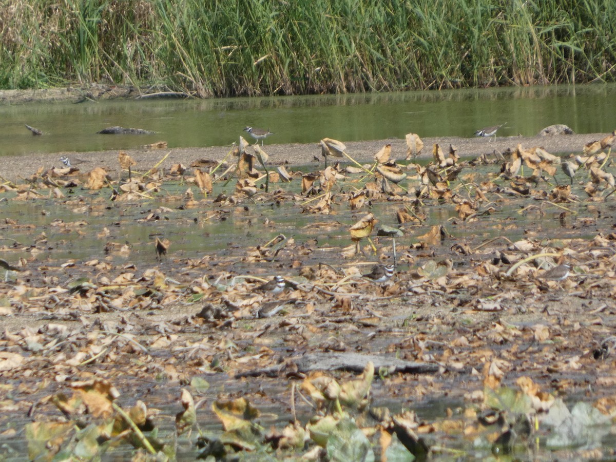 Killdeer - ML642187414