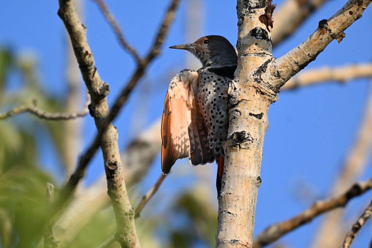 Northern Flicker - ML642187415