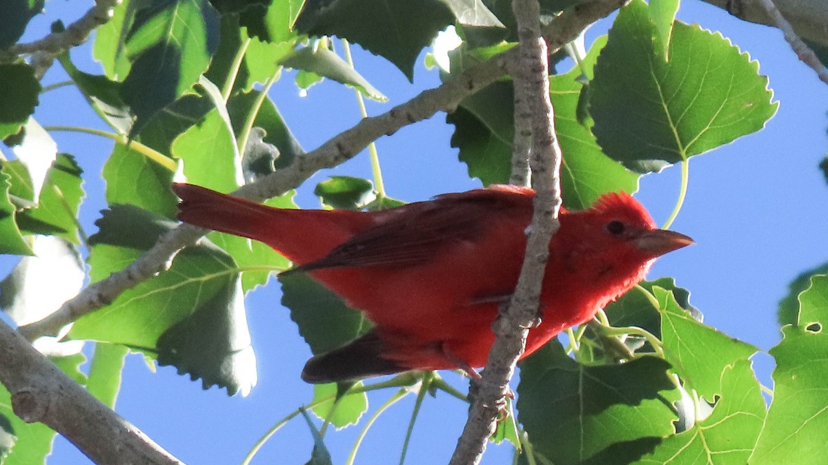Summer Tanager - ML642187416