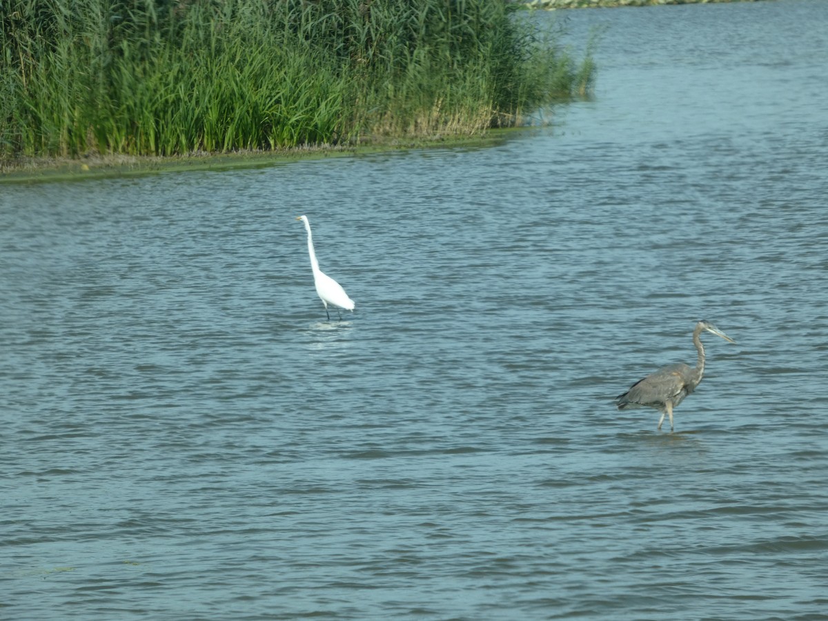 Great Egret - ML642187420