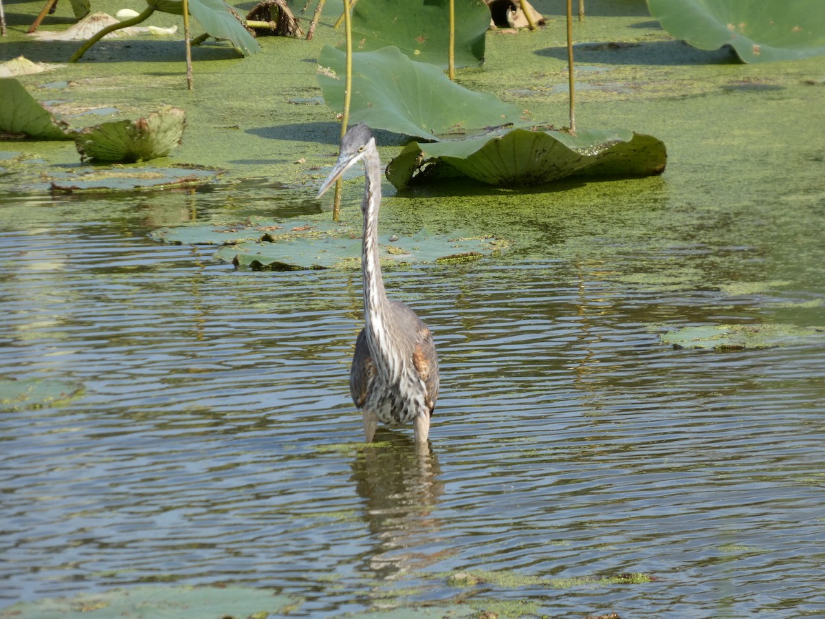 Great Blue Heron - ML642187426