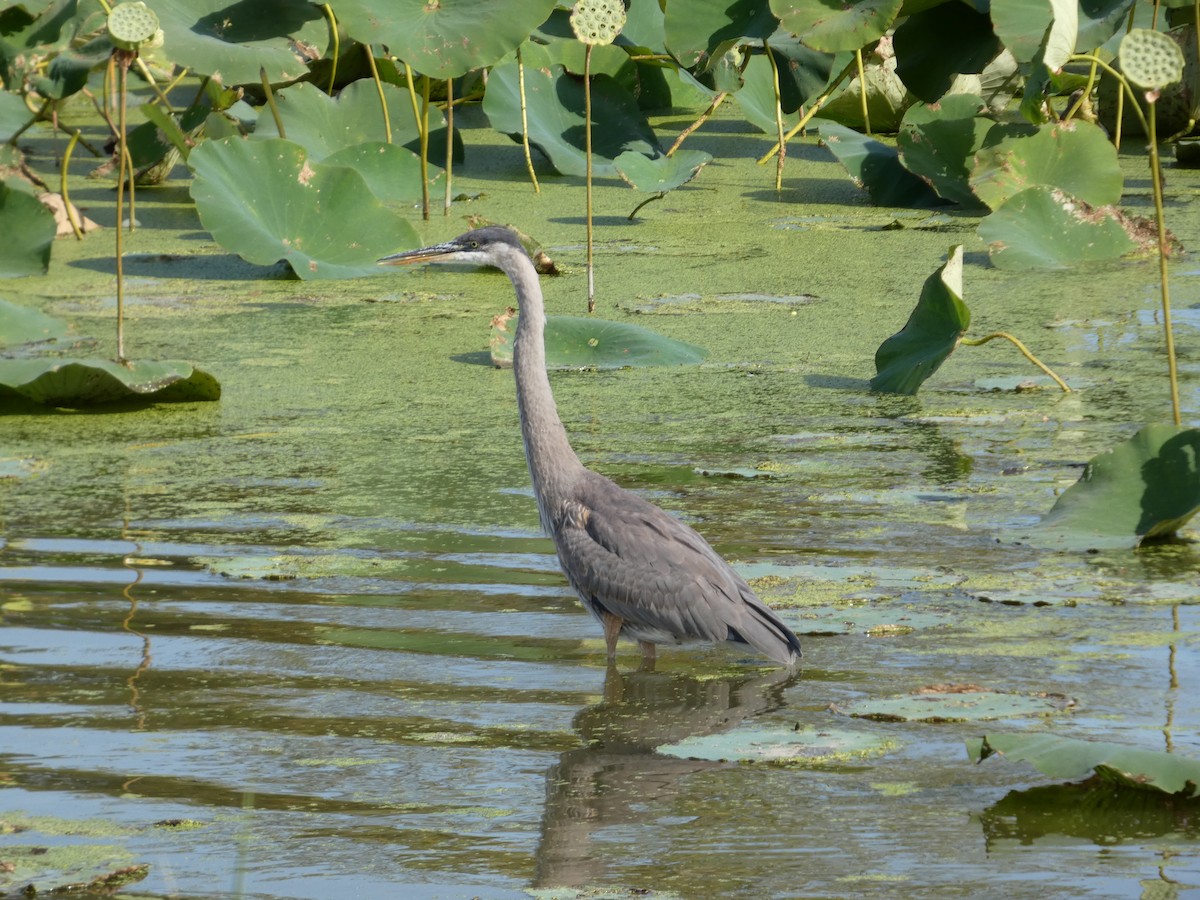 Great Blue Heron - ML642187427