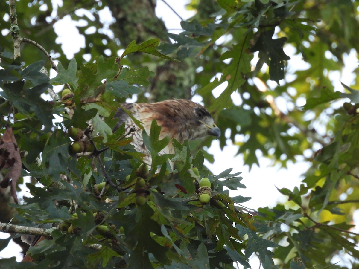 Red-tailed Hawk (borealis) - ML642187447