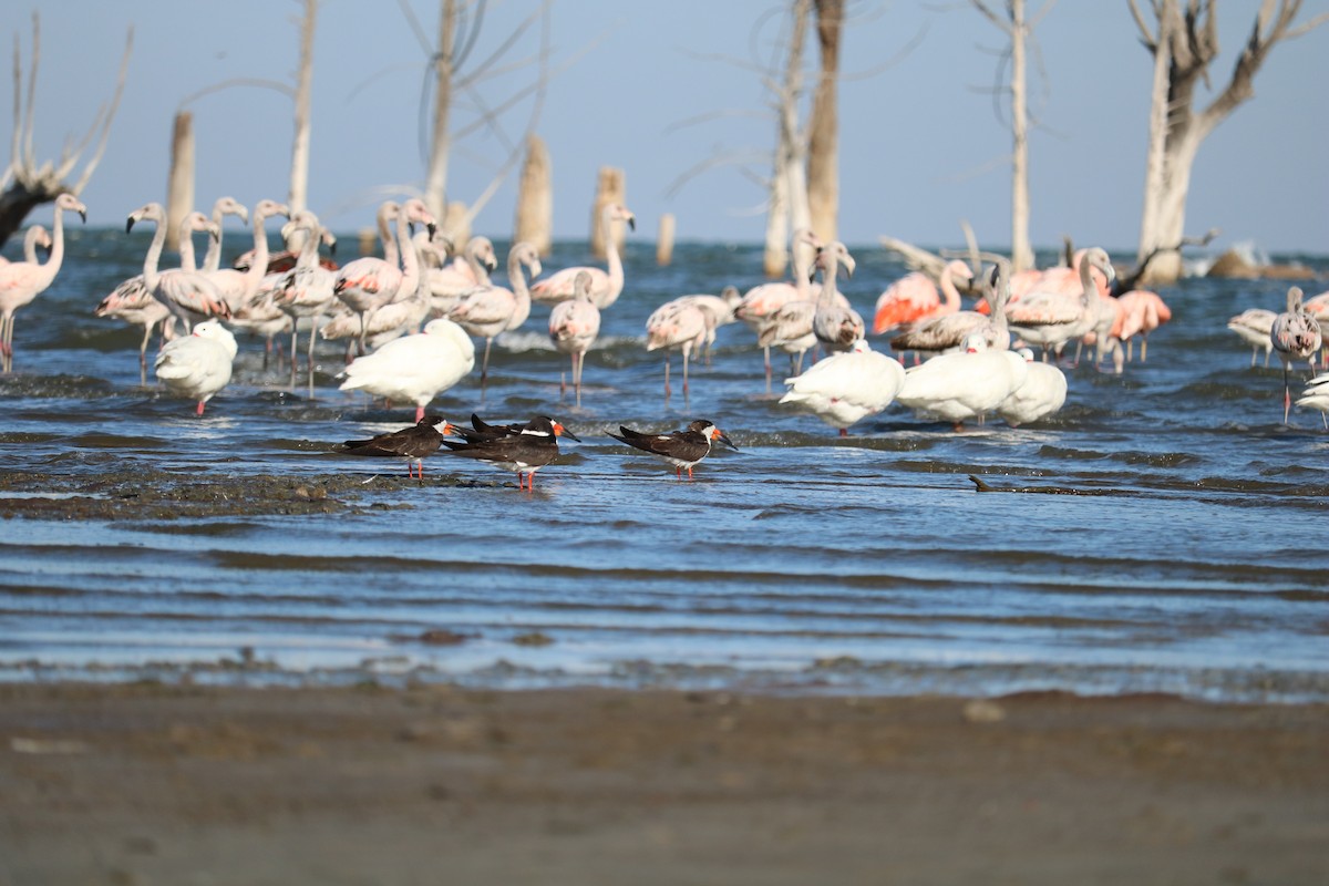 Black Skimmer - ML642187455