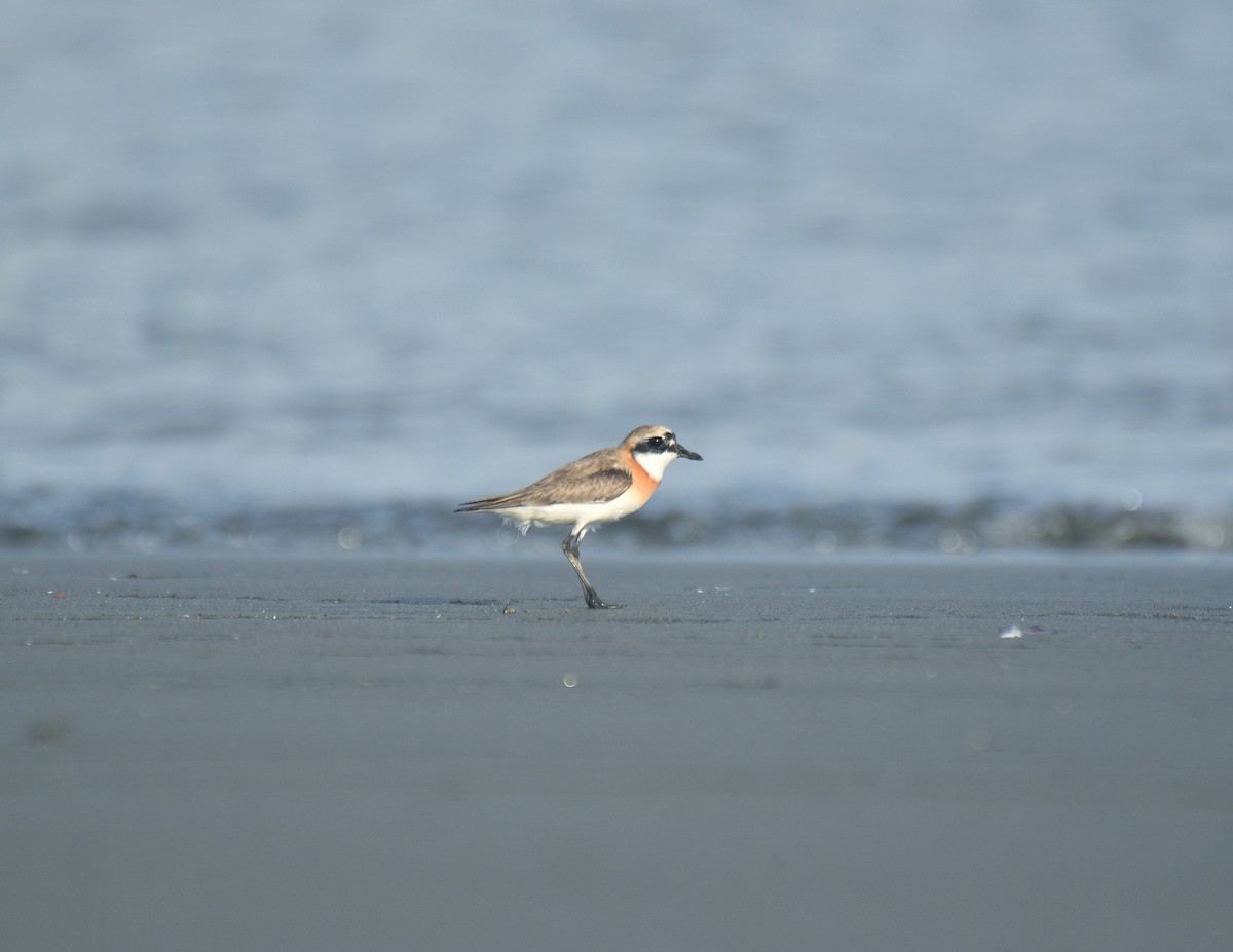 Greater Sand-Plover - ML642187483