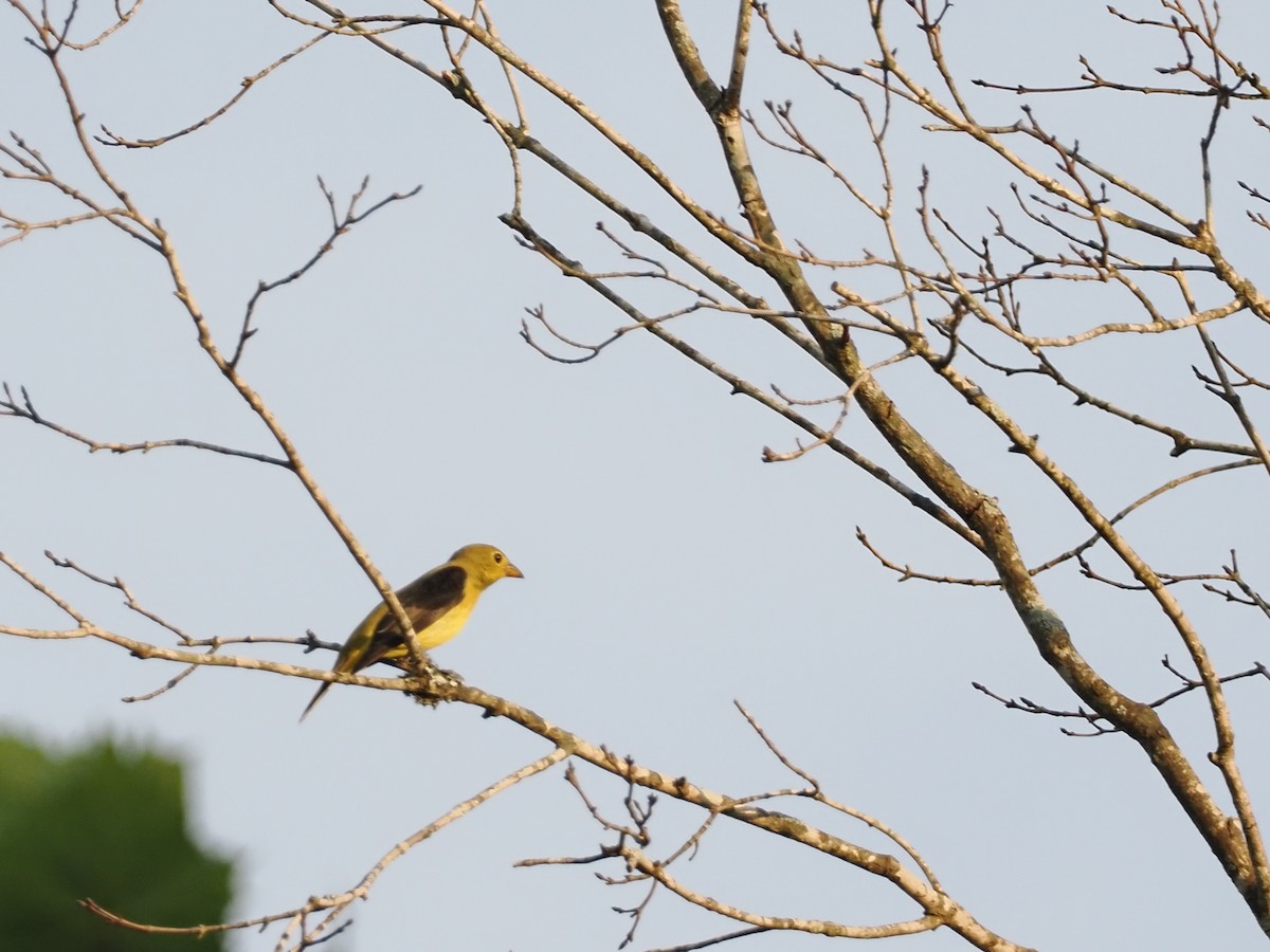 Scarlet Tanager - ML642187491