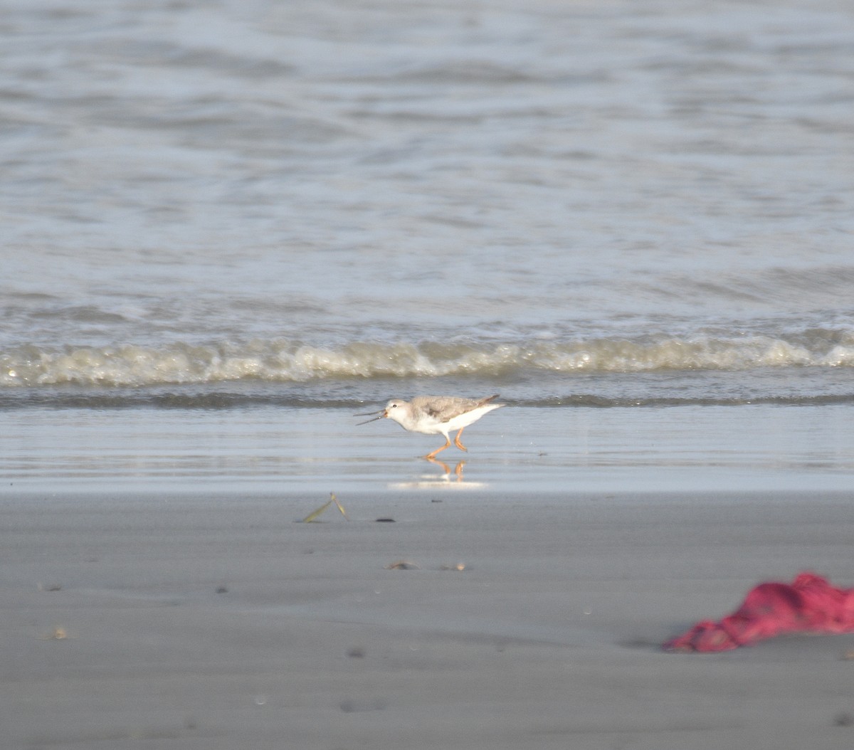 Terek Sandpiper - ML642187492