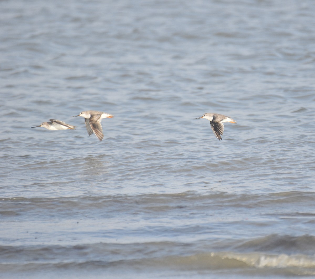 Terek Sandpiper - ML642187493