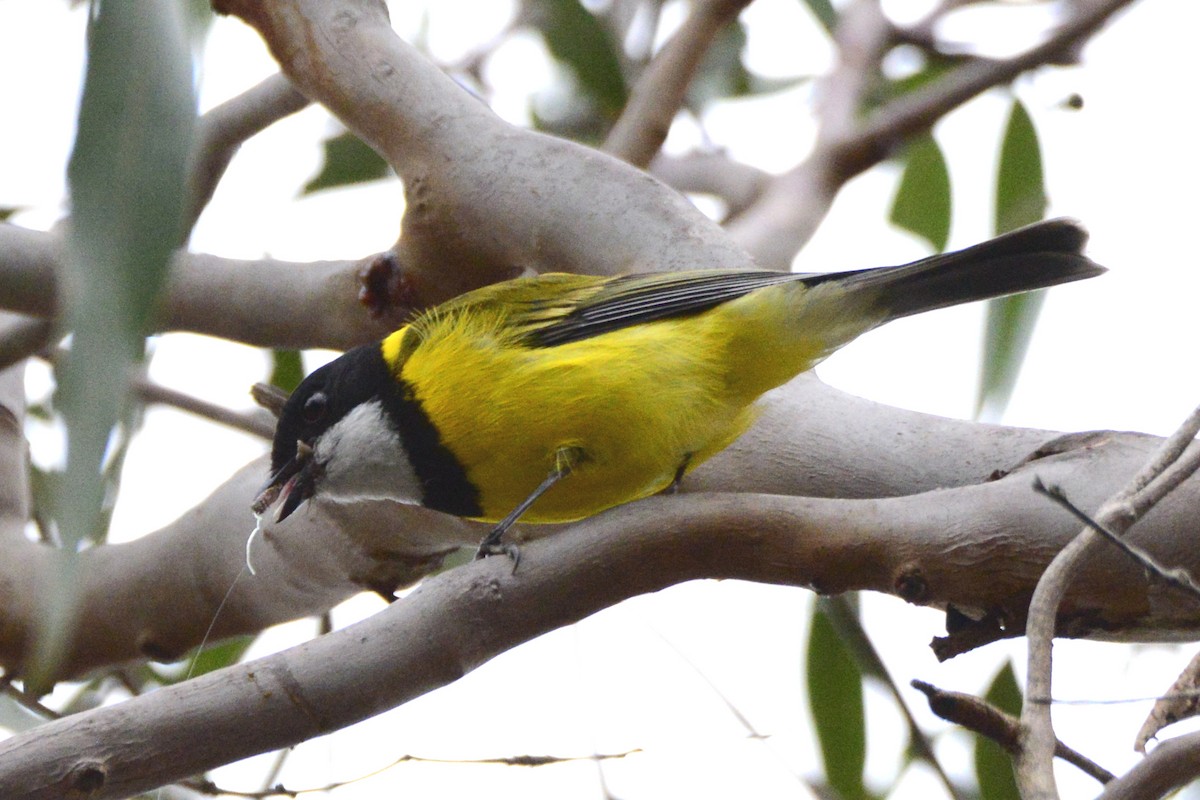 Golden Whistler - ML642187494