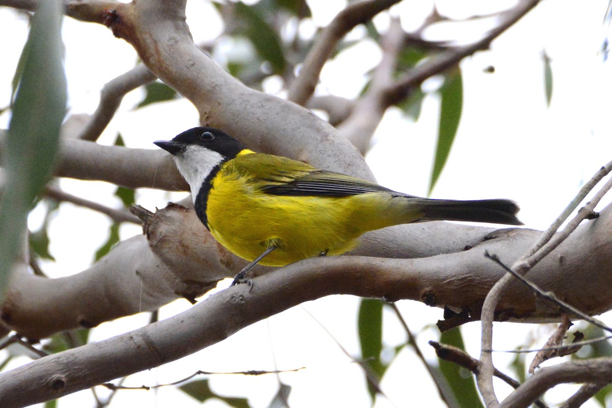 Golden Whistler - ML642187495