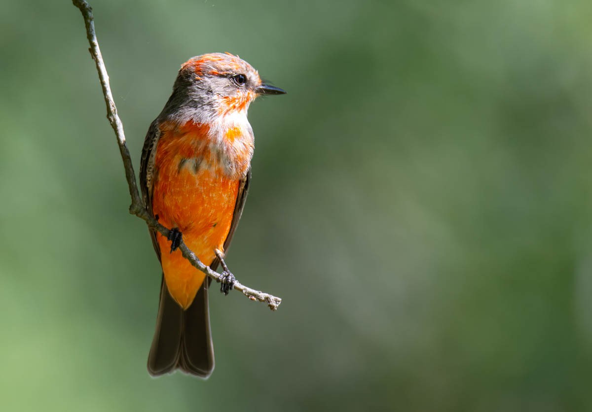 Vermilion Flycatcher - ML642187496