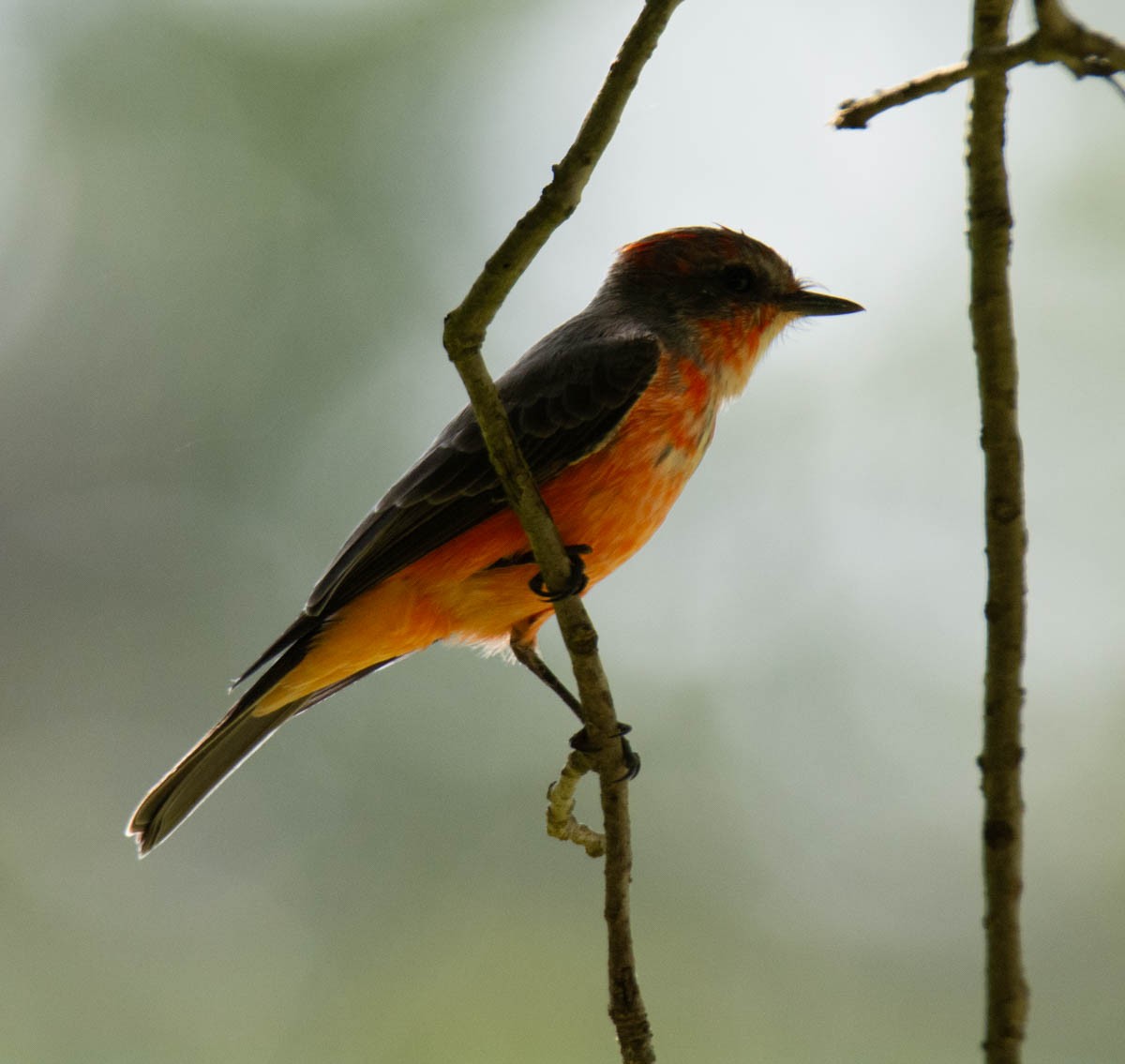 Vermilion Flycatcher - ML642187497