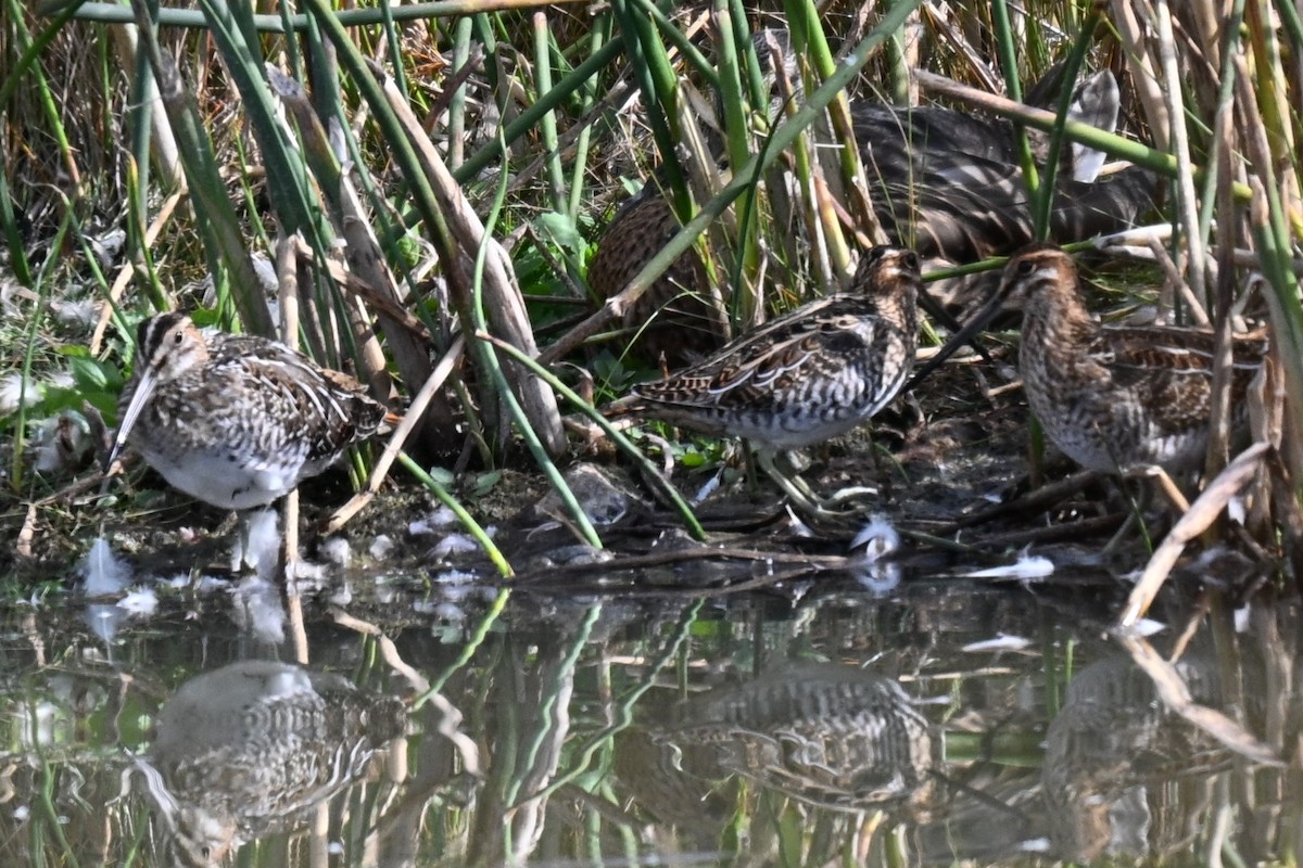 Wilson's Snipe - ML642187498