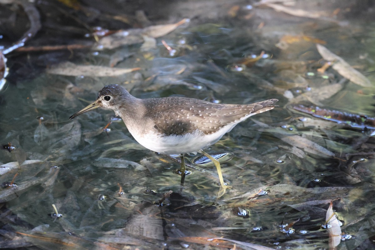 Solitary Sandpiper - ML642187499
