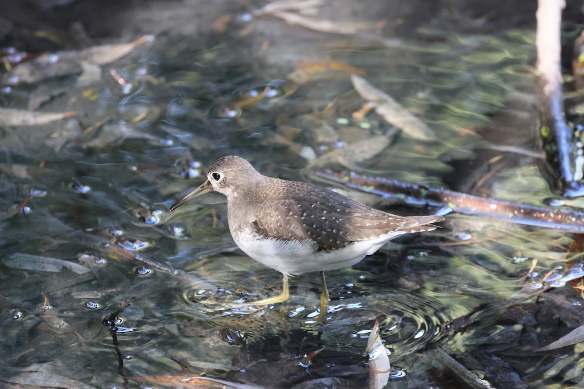 Solitary Sandpiper - ML642187500
