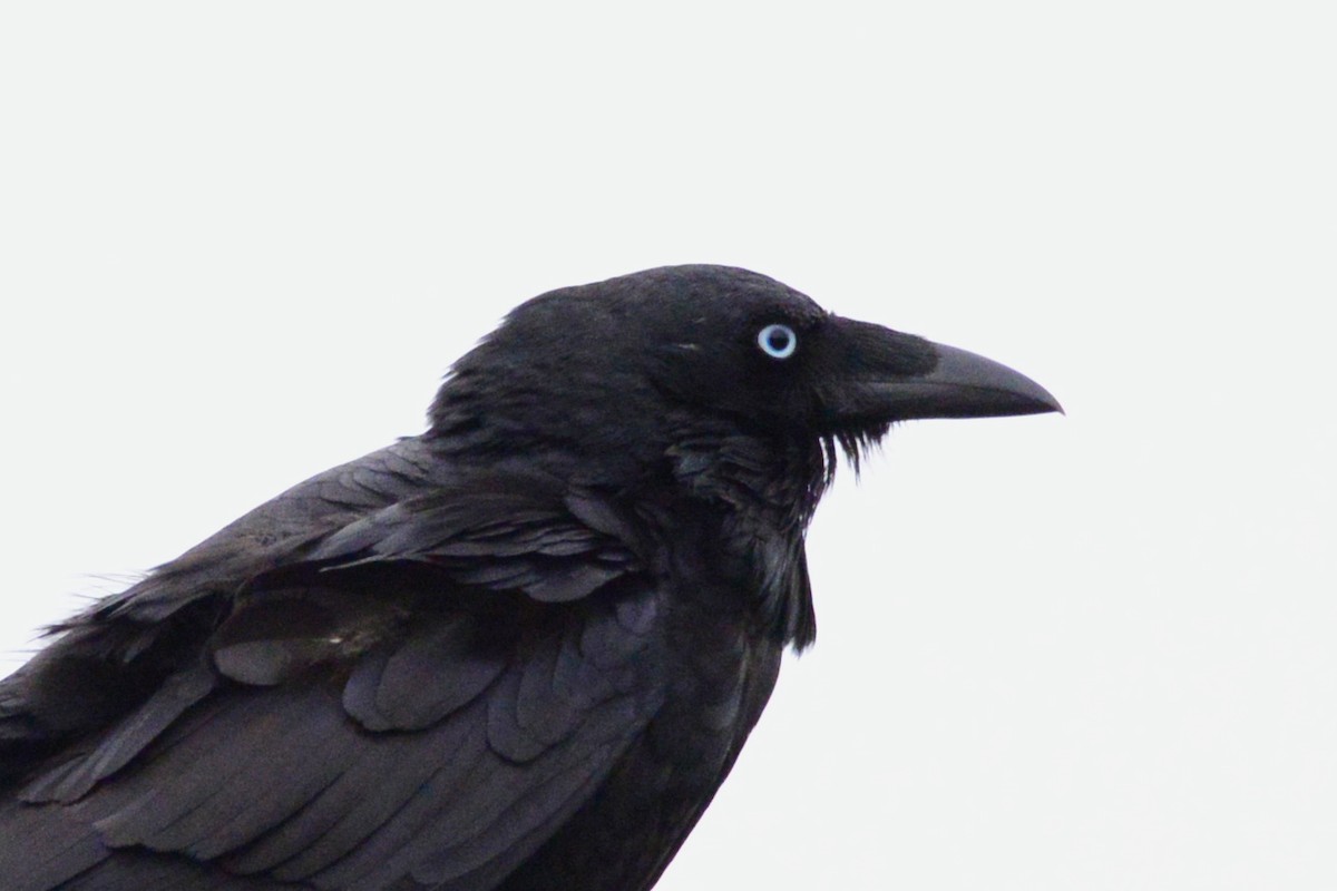 Little Raven - ML642187501