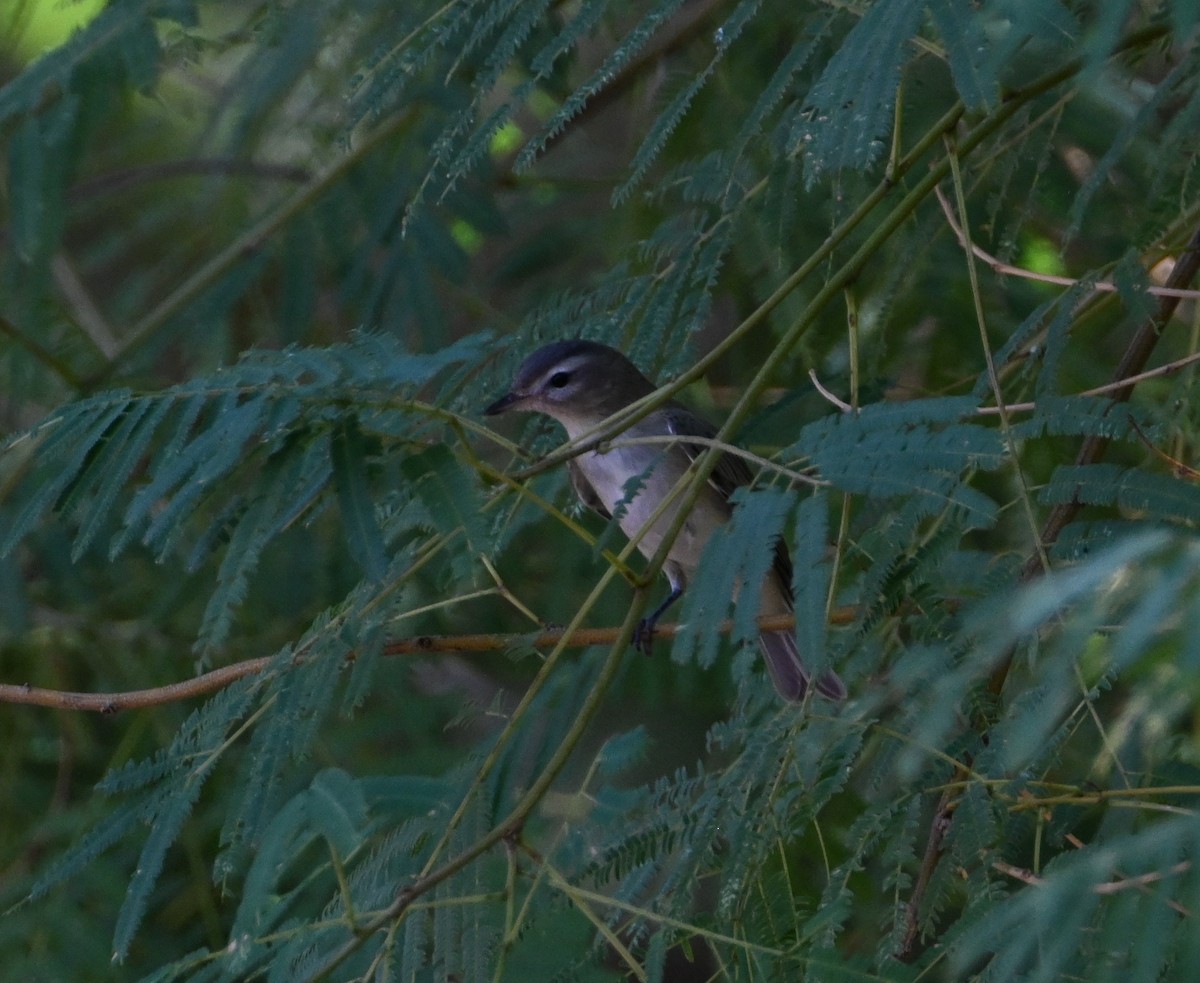 Warbling Vireo - ML642187502