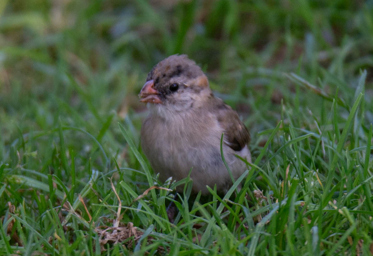 Pin-tailed Whydah - ML642187509