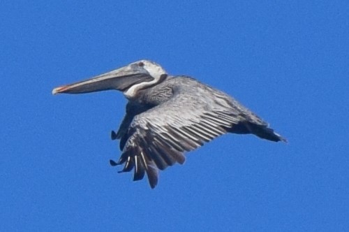 Brown Pelican - ML642187511