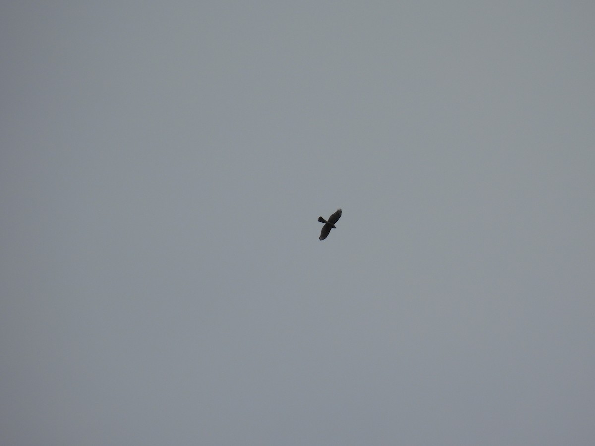 Sharp-shinned Hawk - ML642187513
