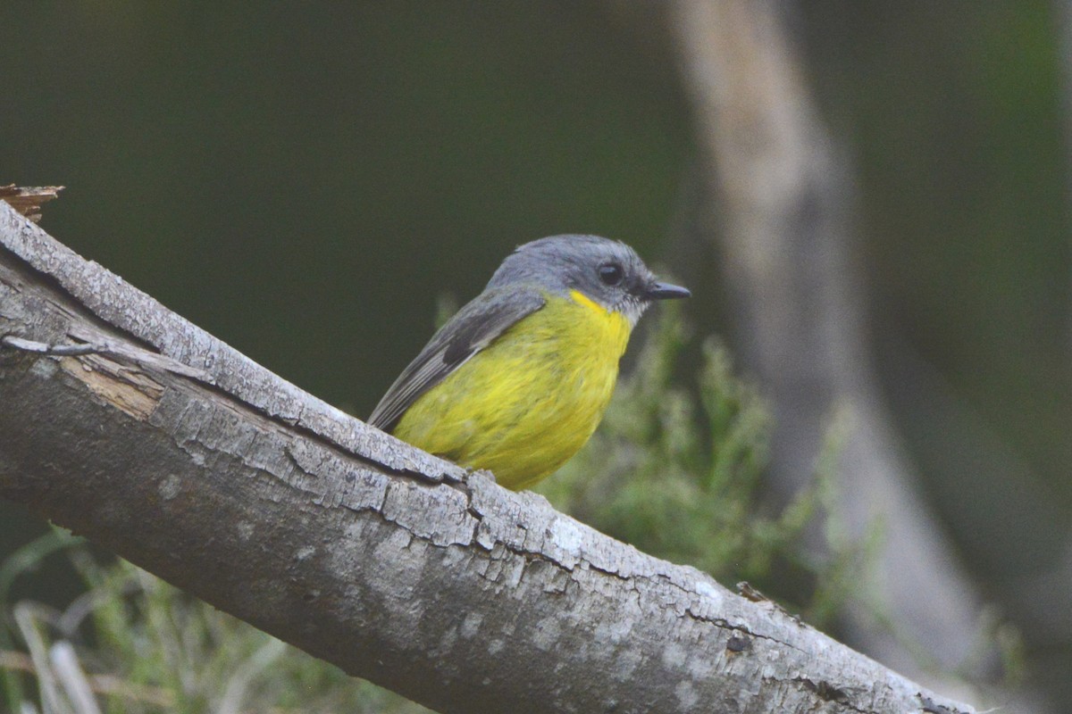 Eastern Yellow Robin - ML642187514