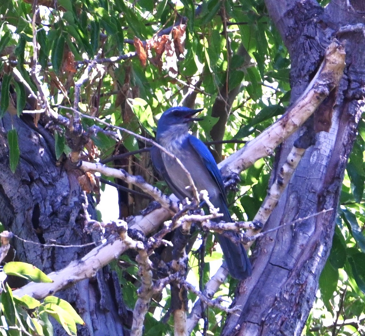 Woodhouse's Scrub-Jay - ML642187518