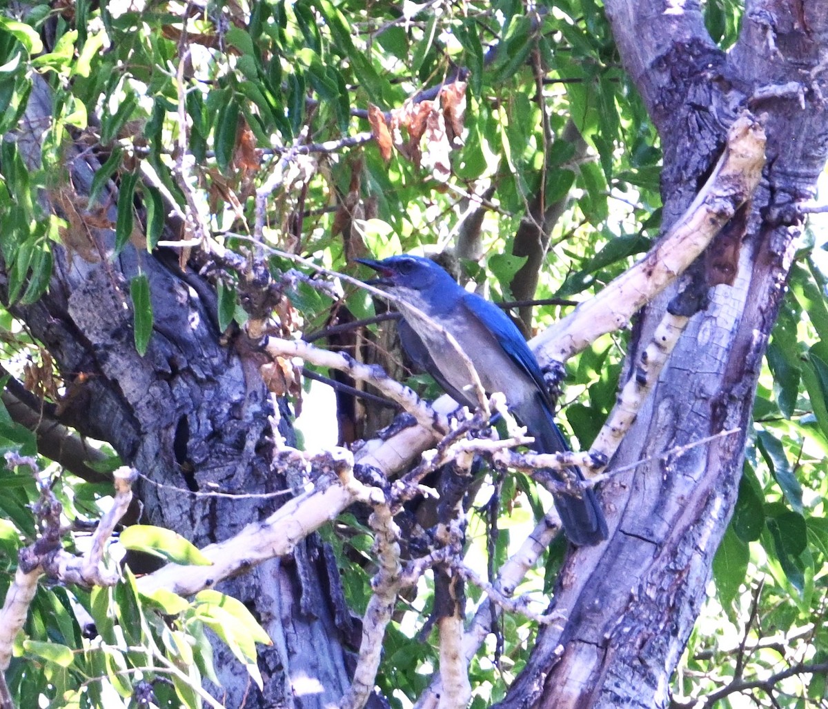 Woodhouse's Scrub-Jay - ML642187519