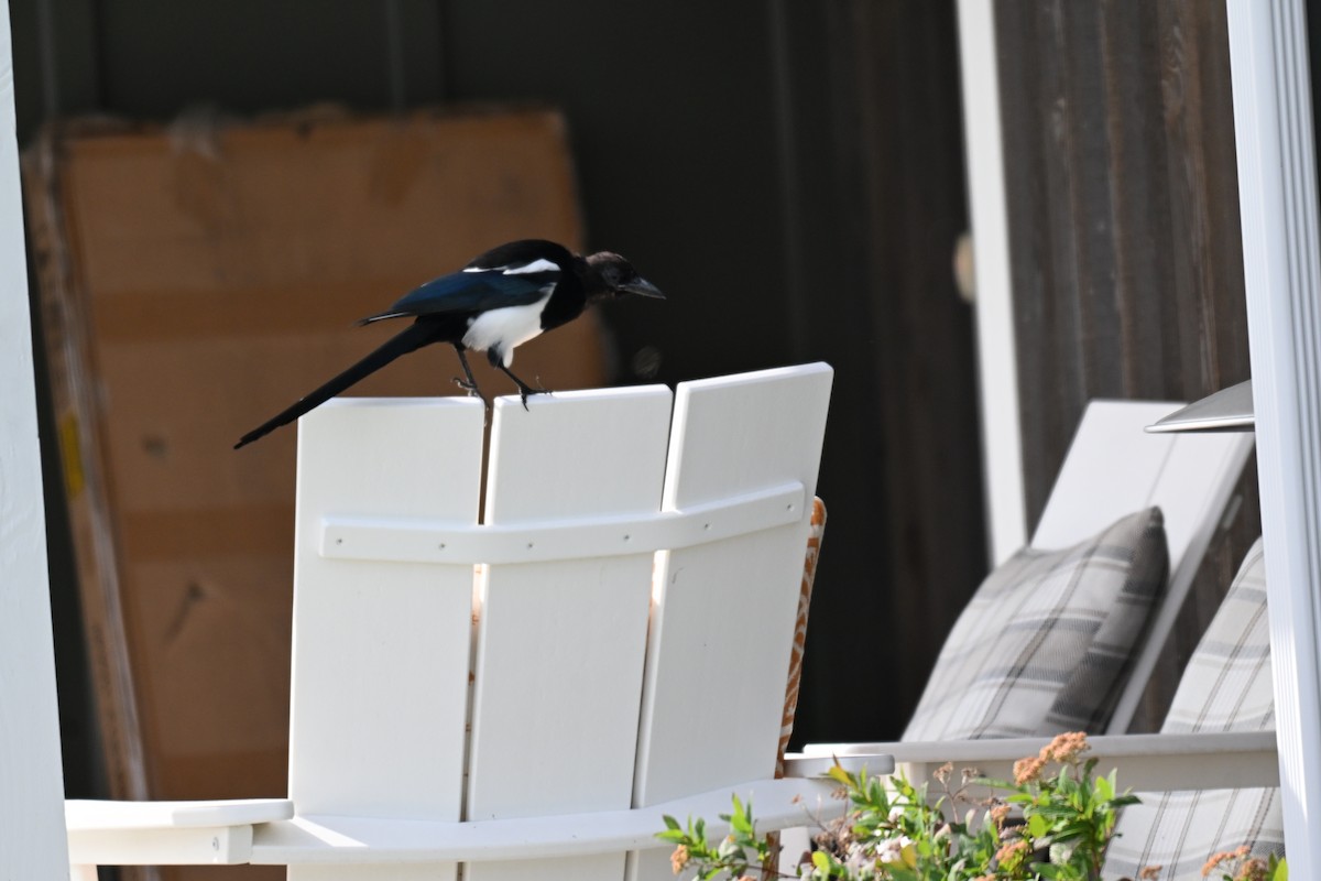 Black-billed Magpie - ML642187520