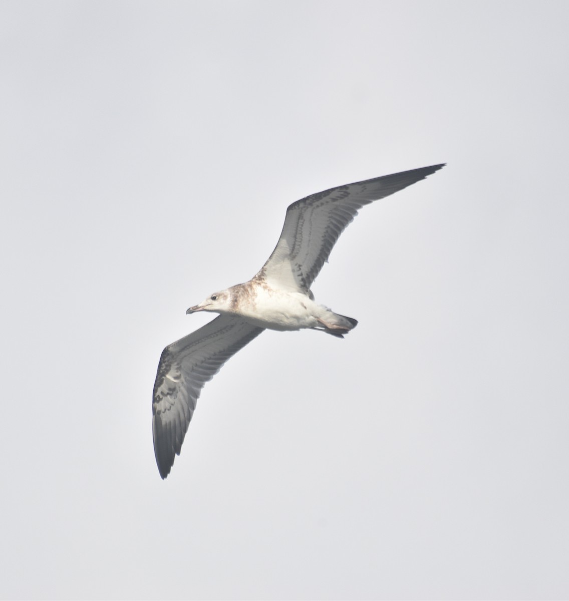 Pallas's Gull - ML642187521
