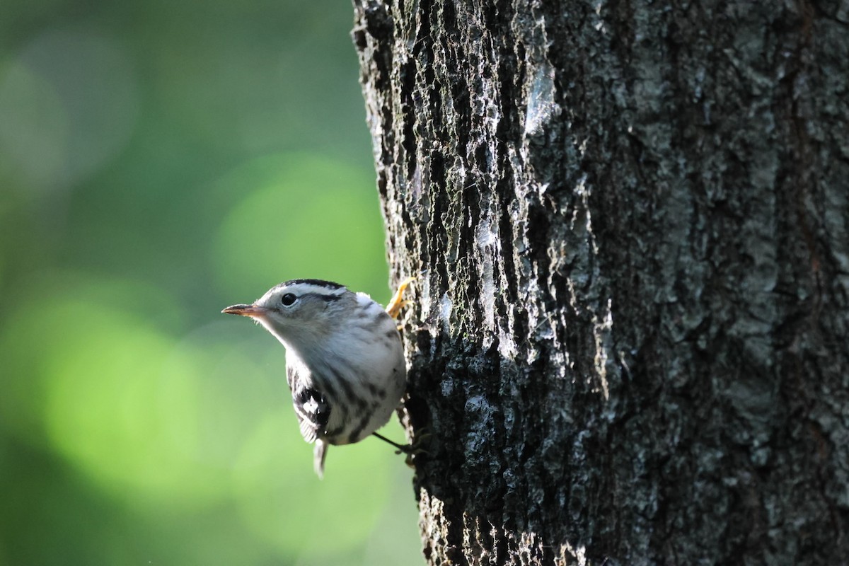 Black-and-white Warbler - ML642187522