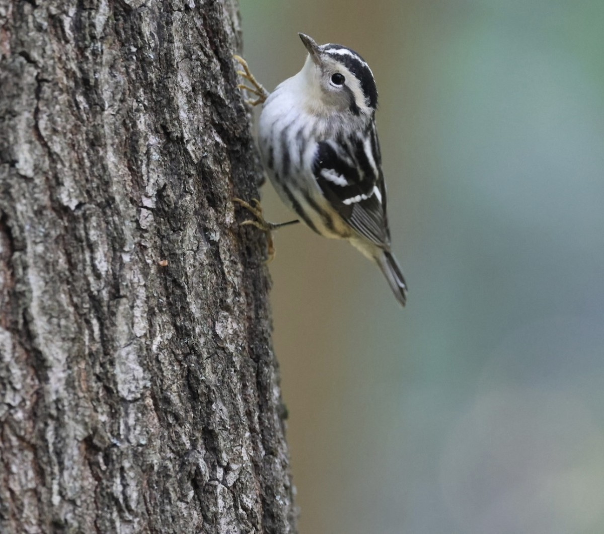 Black-and-white Warbler - ML642187523