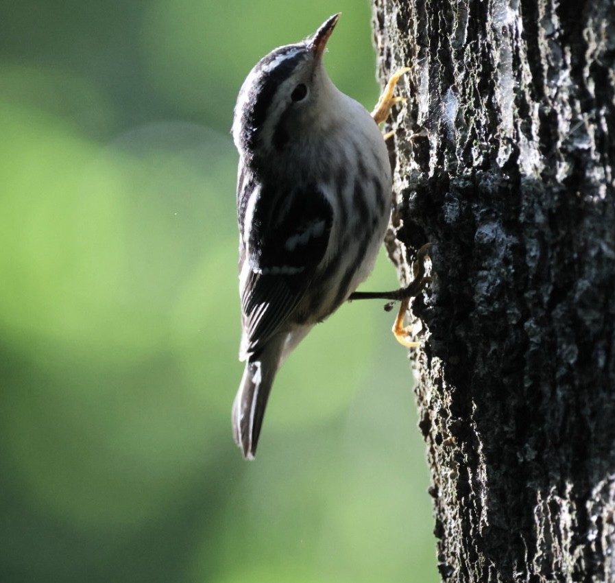 Black-and-white Warbler - ML642187524