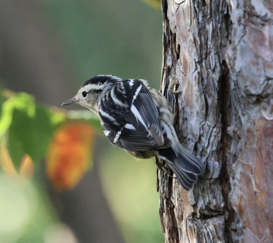Black-and-white Warbler - ML642187525