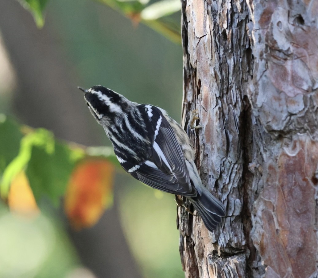 Black-and-white Warbler - ML642187526