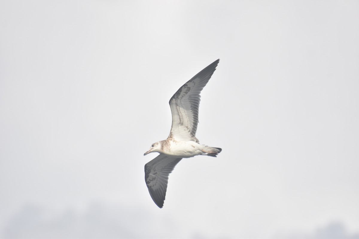 Pallas's Gull - ML642187527