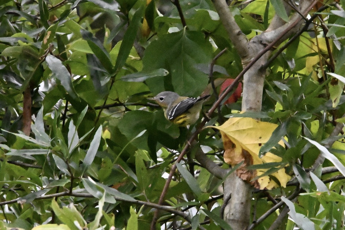 Magnolia Warbler - ML642187528
