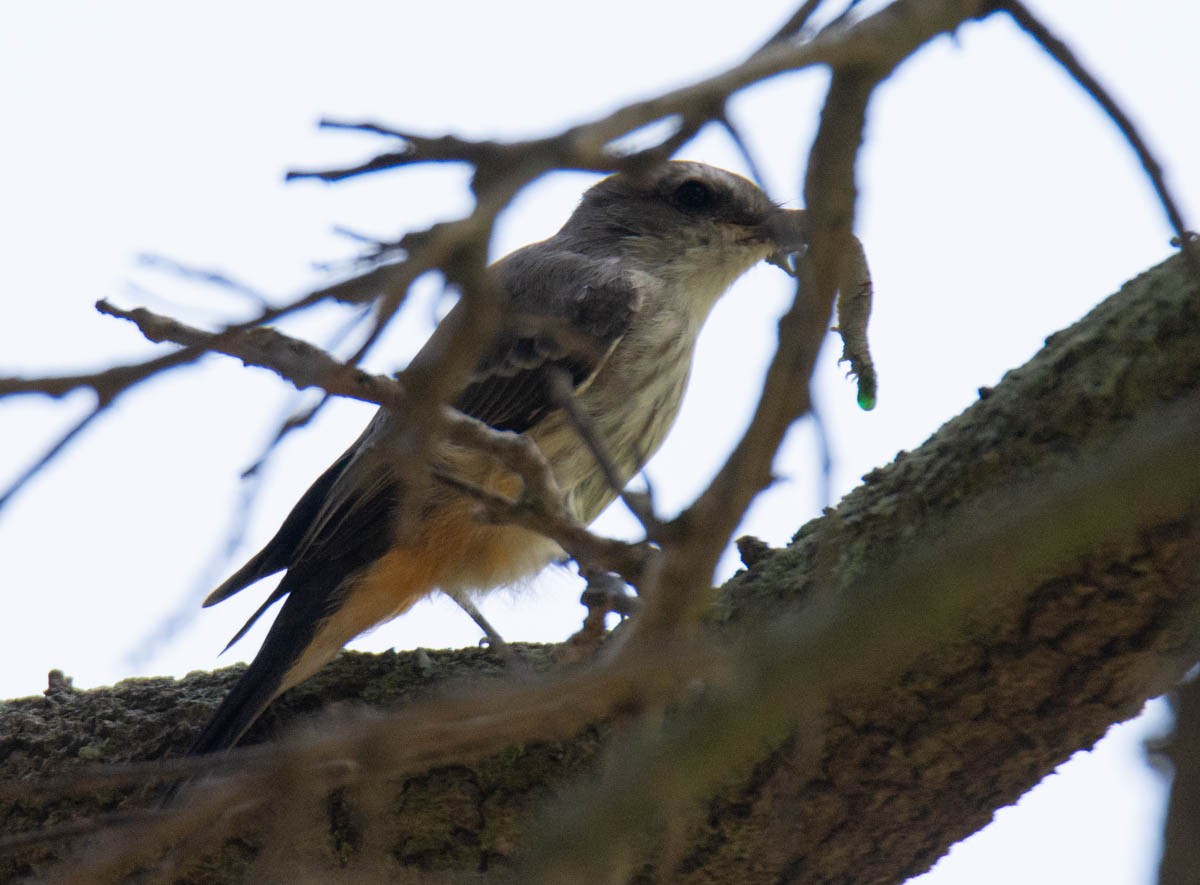 Vermilion Flycatcher - ML642187529